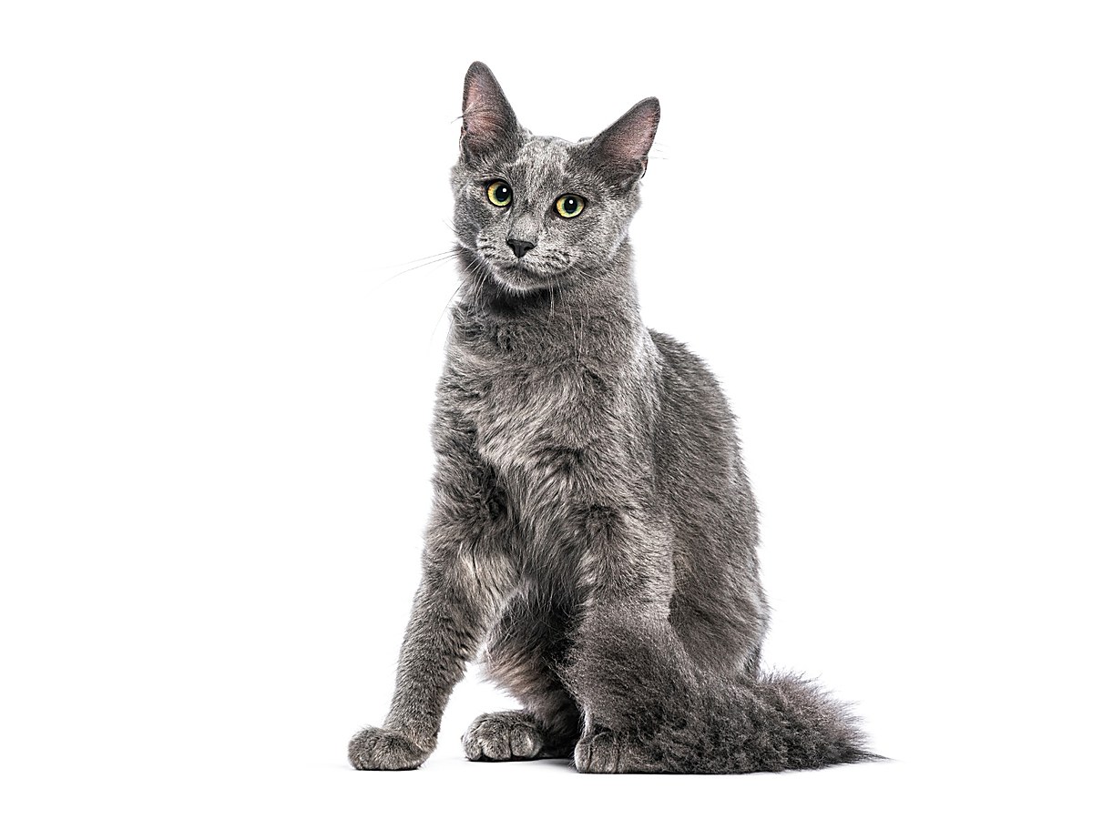 Nebelung v celé postavě na světlém pozadí
